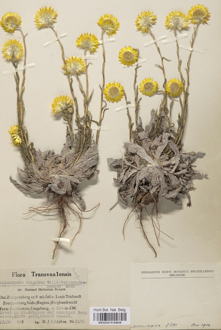 Helichrysum aureum, een herbariumspecimen uit Zuid-Afrika